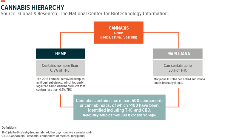 Cannabis Thc Content Chart